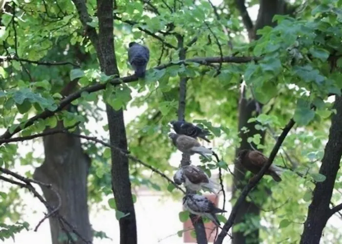 Central Square Luxury Boutique Guest house 3*